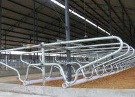 Горячий - гальванизированный одиночный тип корова рядка струбцины стальной трубы свободно ставит в стойло для молодой коровы