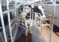 Вытерпите циновку вмеру запасных частей доя машины резиновую для стоять коров