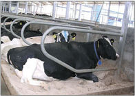 Одиночный тип рядка гальванизировал стойл коровы свободный для супоросых телушки/скотин