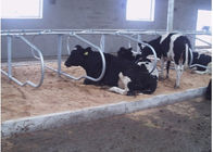 Тип стойл рядка молочной фермы двойной коровы свободный с размечать скотин 1.20m