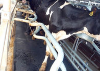 Вытерпите циновку вмеру запасных частей доя машины резиновую для стоять коров